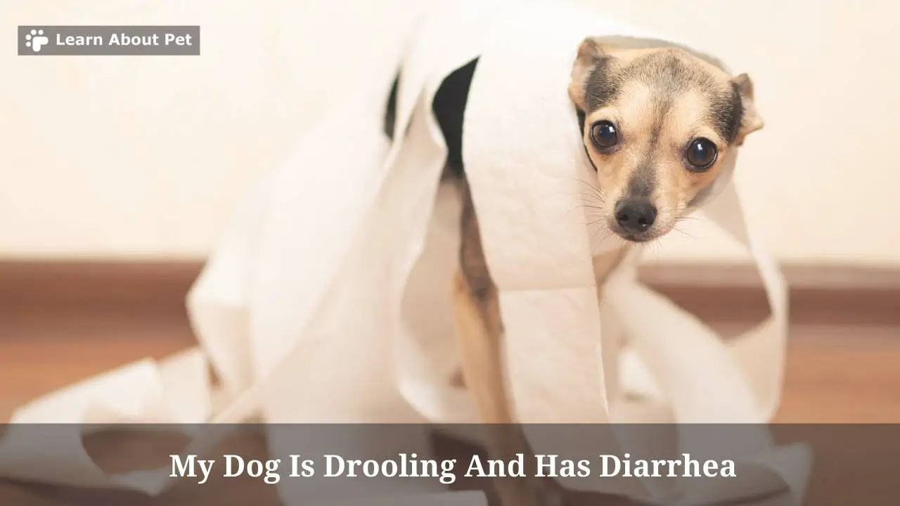 My dog is drooling and has diarrhea