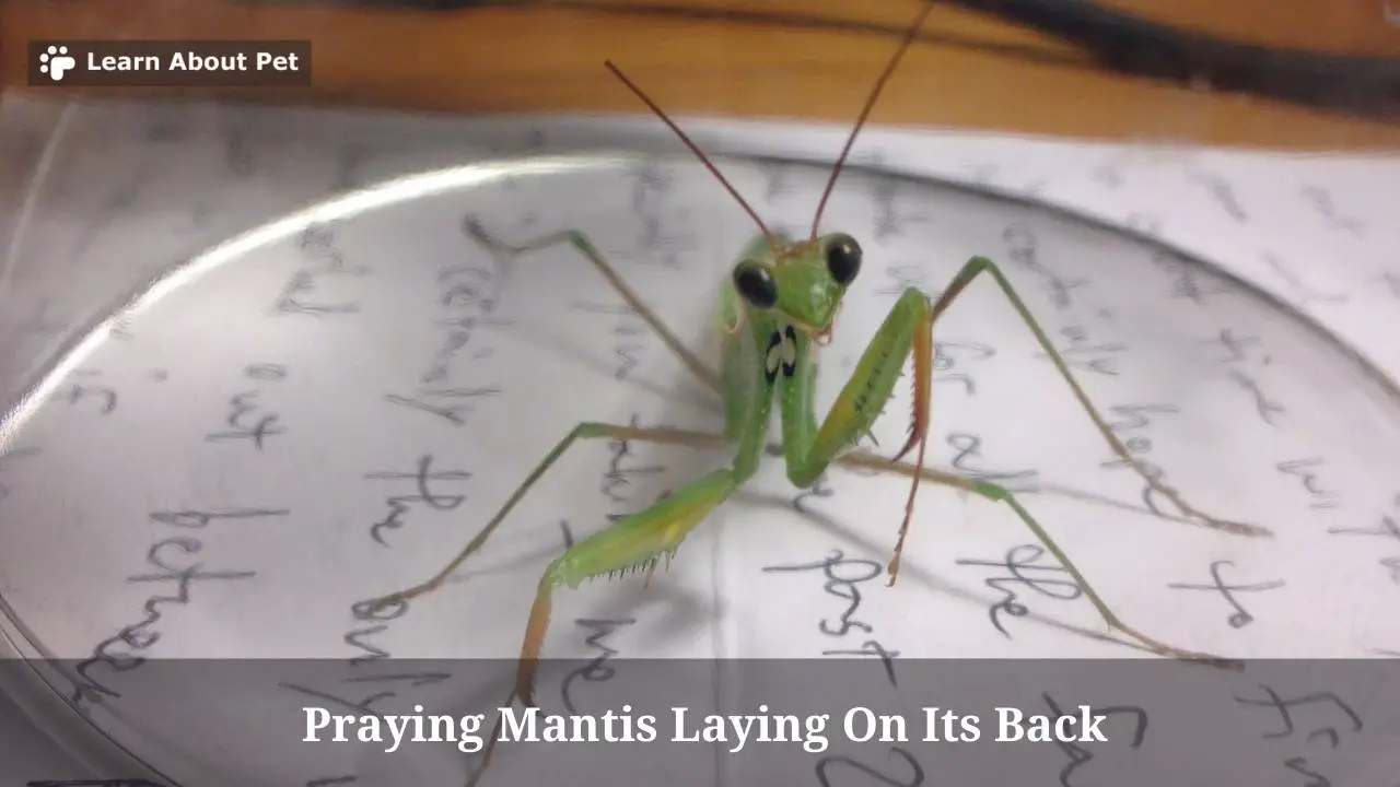 Praying Mantis Laying On Its Back 7 Menacing Facts 2024