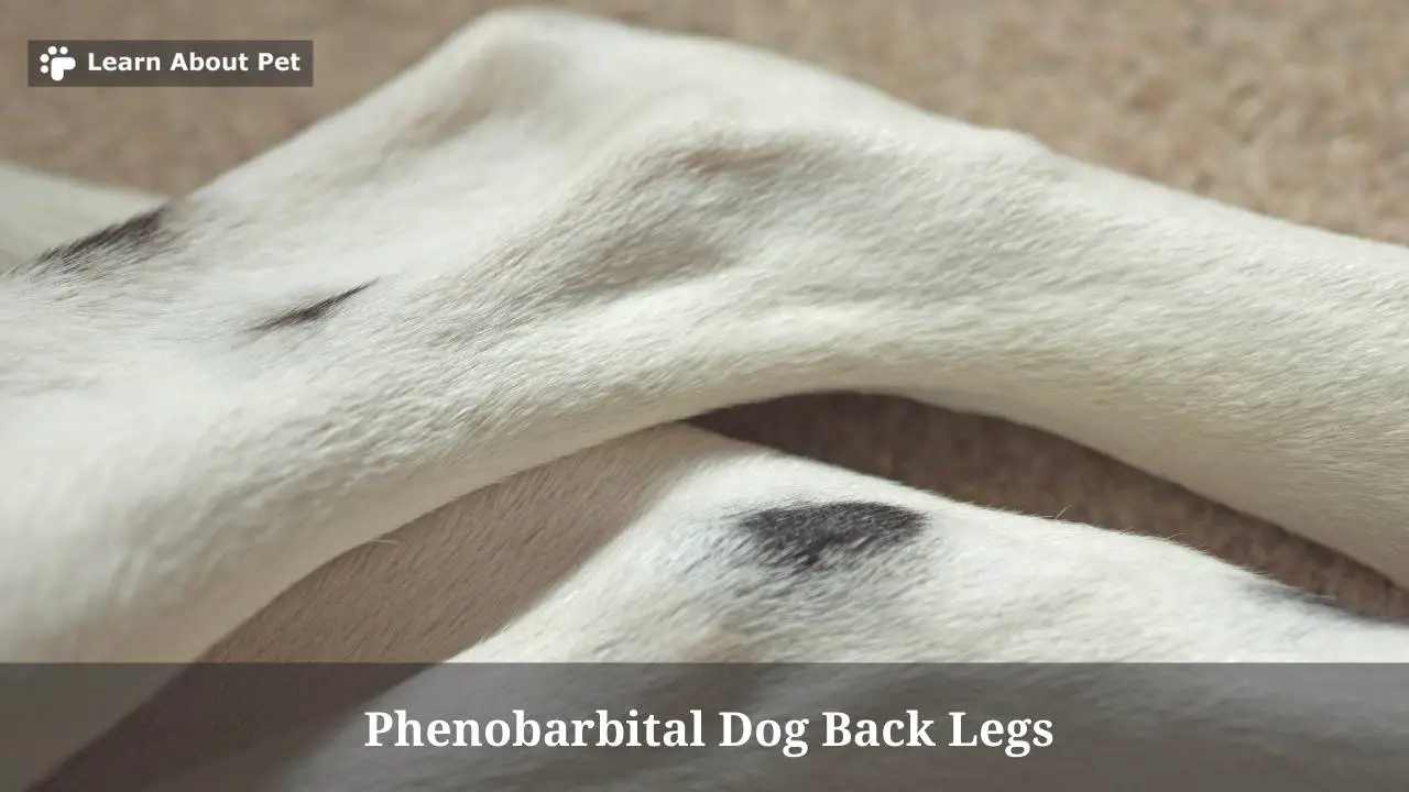 Phenobarbital dog back legs
