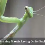 Praying Mantis Laying On Its Back : (7 Menacing Facts)