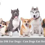 Robitussin DM For Dogs : Is Robitussin Safe For Dogs? (9 Clear Facts)