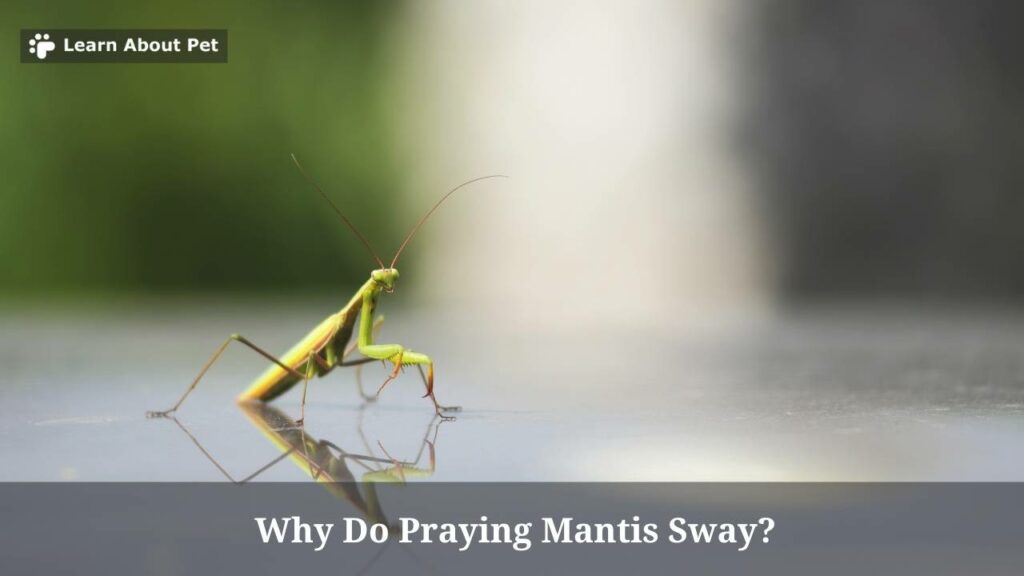 Why do praying mantis sway