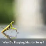 Why Do Praying Mantis Sway? (7 Interesting Facts)