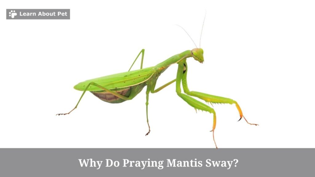 Why Do Praying Mantis Sway? (7 Interesting Facts) - 2024