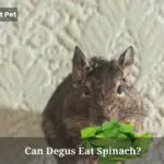 Can Degus Eat Spinach? (5 Interesting Facts)