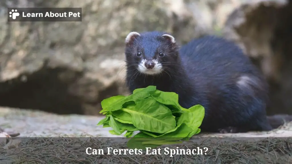 Can Ferrets Eat Spinach? (5 Clear Food Facts) 2024