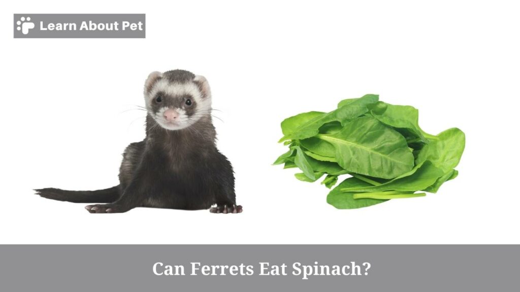 Can Ferrets Eat Spinach? (5 Clear Food Facts) 2024