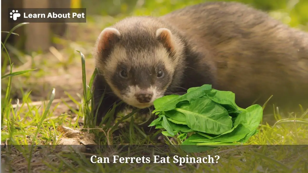 Can Ferrets Eat Spinach? (5 Clear Food Facts) 2024