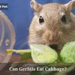 Can Gerbils Eat Cabbage? (7 Interesting Facts)