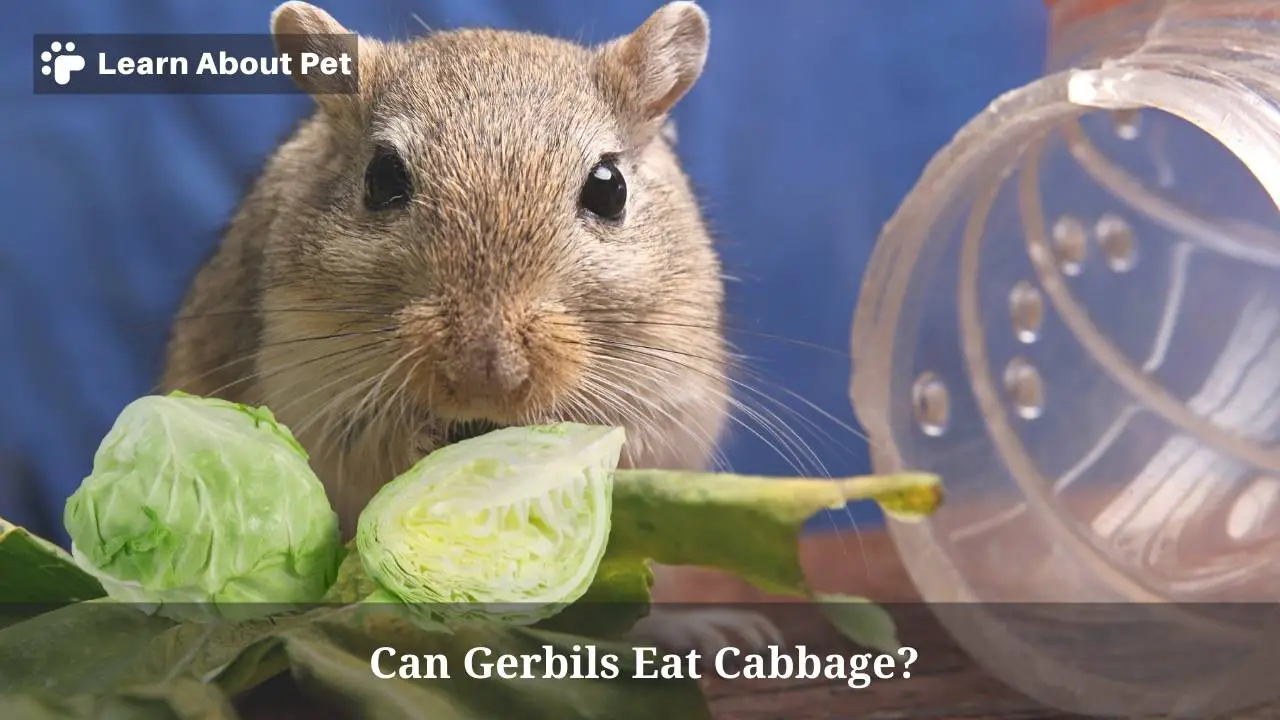 Can gerbils eat cabbage