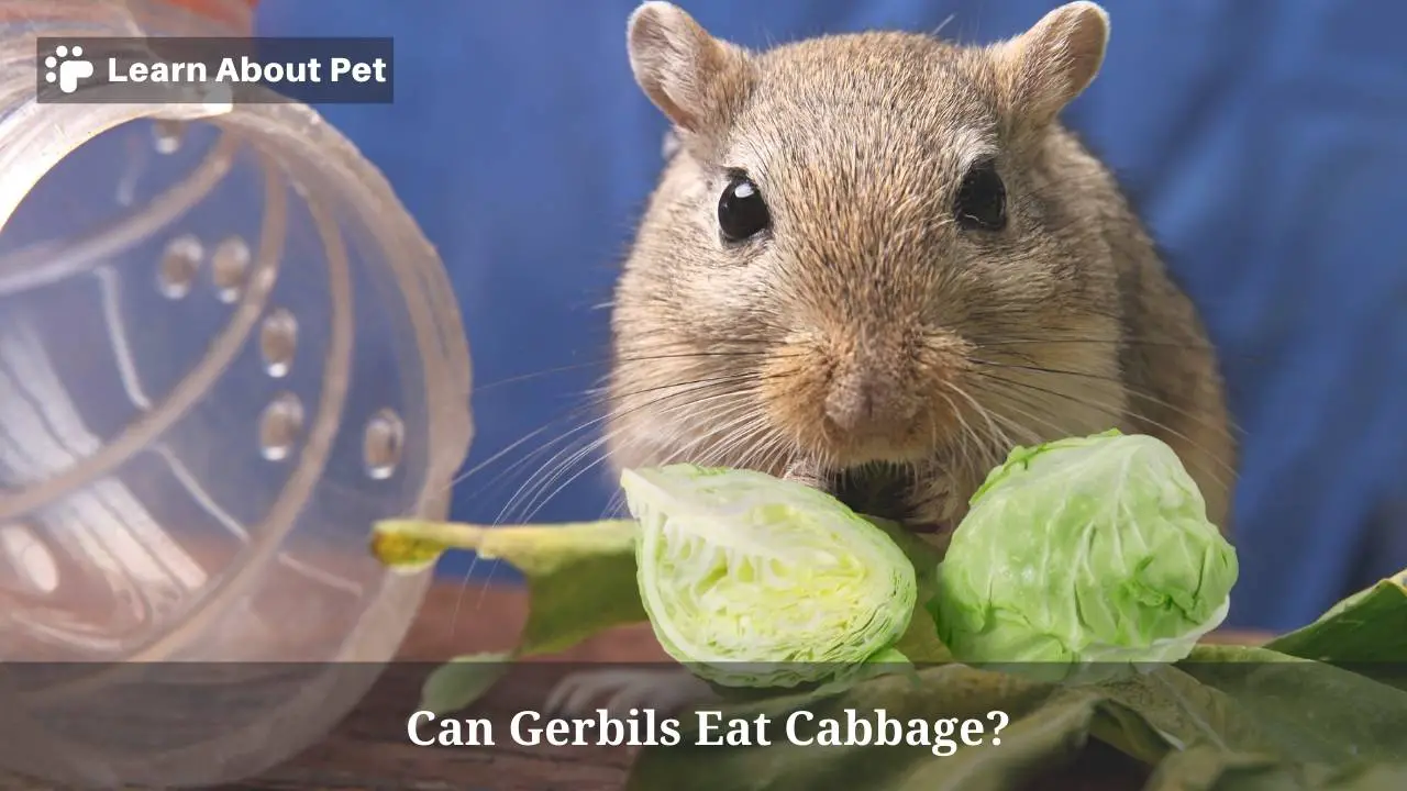 Can gerbils eat cabbage