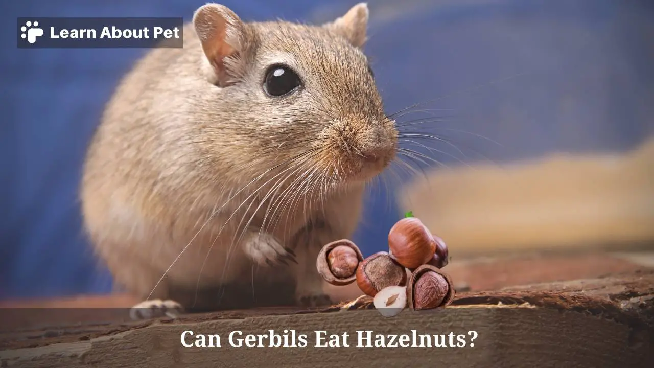 Can gerbils eat hazelnuts