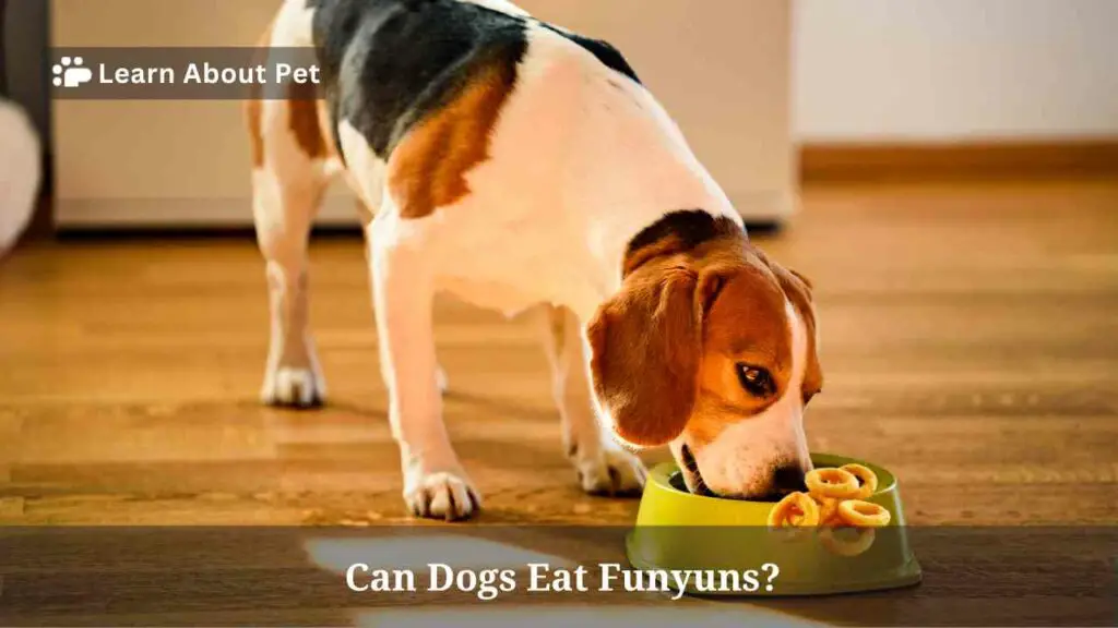 Can dogs eat funyuns