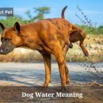 Dog Water Meaning