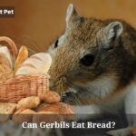 Can Gerbils Eat Bread? (Clear Risks and Benefits) Can Gerbils Eat Bread