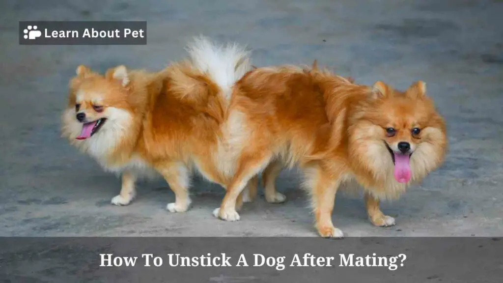 How To Unstick A Dog After Mating? 4 Clear Help Tips - 2024