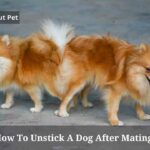 How To Unstick A Dog After Mating