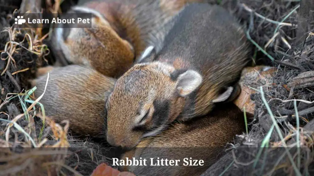 Rabbit litter size