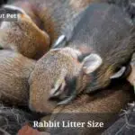 Rabbit Litter Size