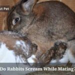 Do Rabbits Scream While Mating