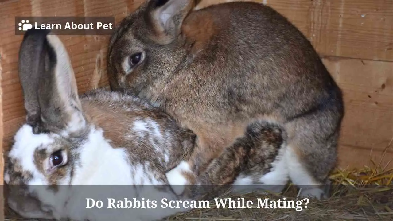 Do Rabbits Scream While Mating? (5 Interesting Actions) 2023
