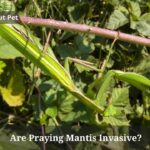 Are Praying Mantis Invasive
