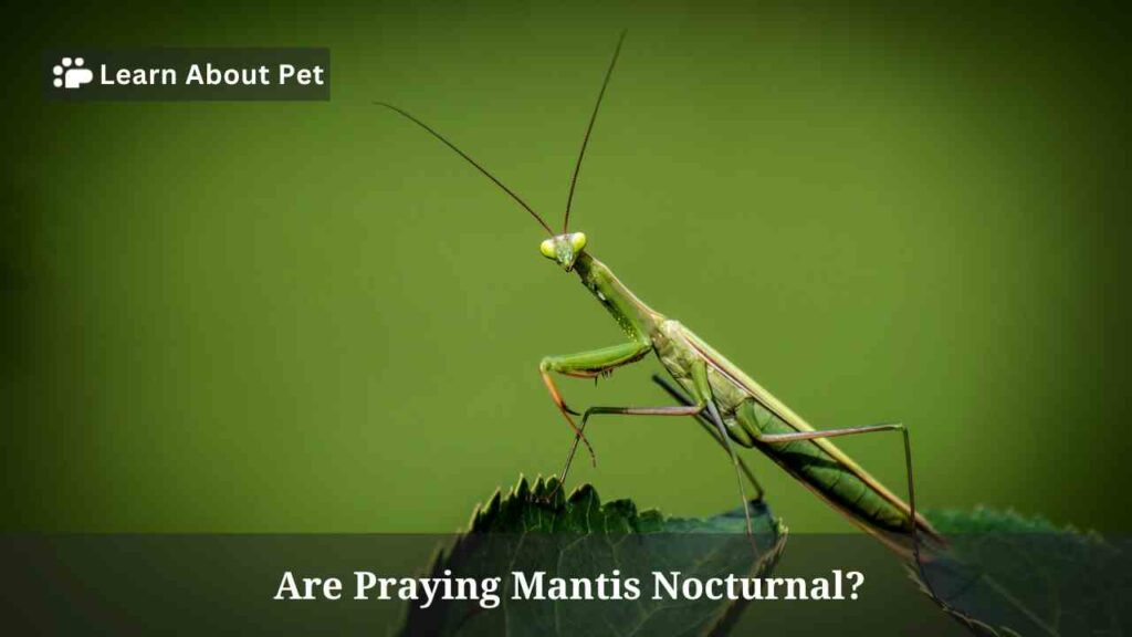 are-praying-mantis-nocturnal-5-interesting-facts-2023