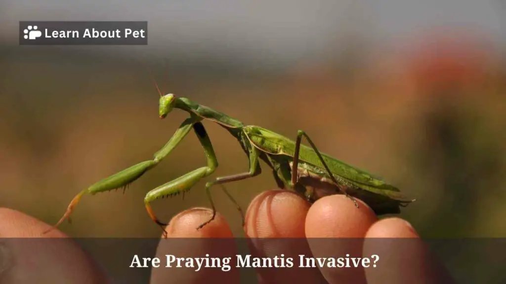 Are praying mantis rare