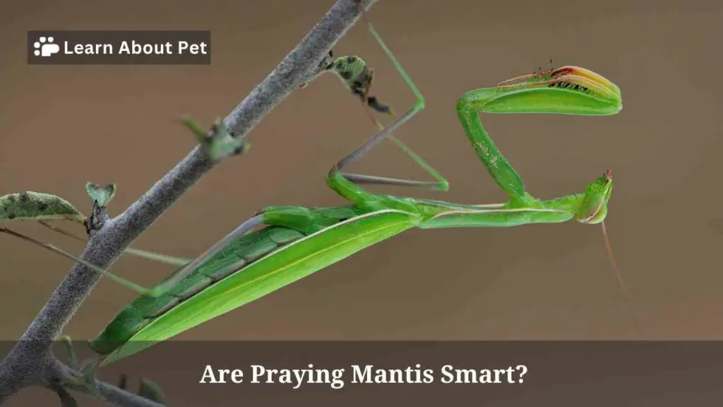 Are Praying Mantis Smart? 5 Interesting Facts