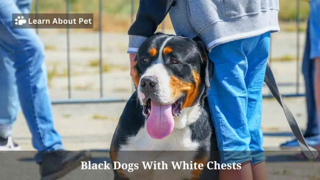 Black Dogs With White Chests (7 Unique Dog Breeds)