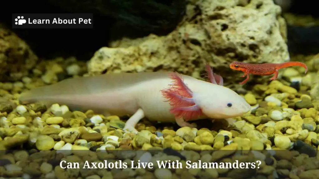 Can Axolotls Live With Salamanders? 4 Best Animals For Axies