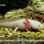 Can Axolotls Live With Salamanders