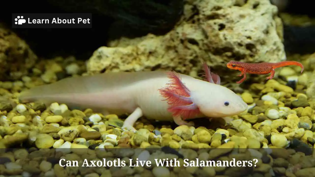 Can axolotls live with salamanders