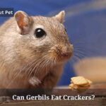 Can Gerbils Eat Crackers? (5 Clear Facts) Can Gerbils Eat Crackers