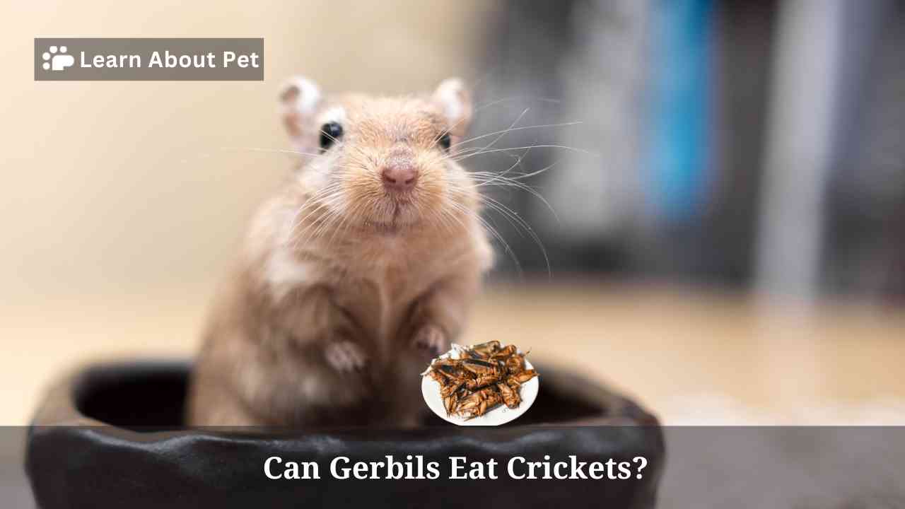 Can Gerbils Eat Crickets? (5 Interesting Facts)