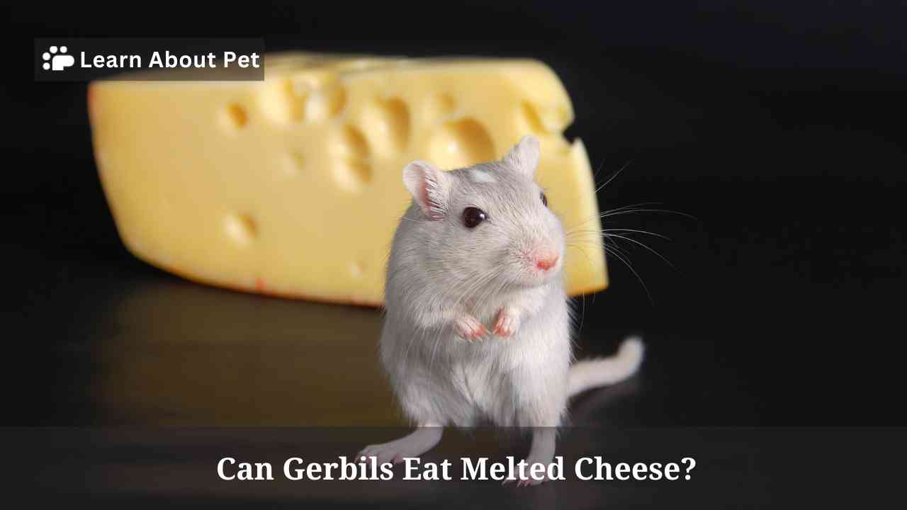 Can Gerbils Eat Melted Cheese? (5 Unique Facts) 2023