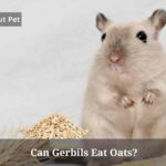 Can Gerbils Eat Oats? (5 Interesting Facts) Can Gerbils Eat Oats