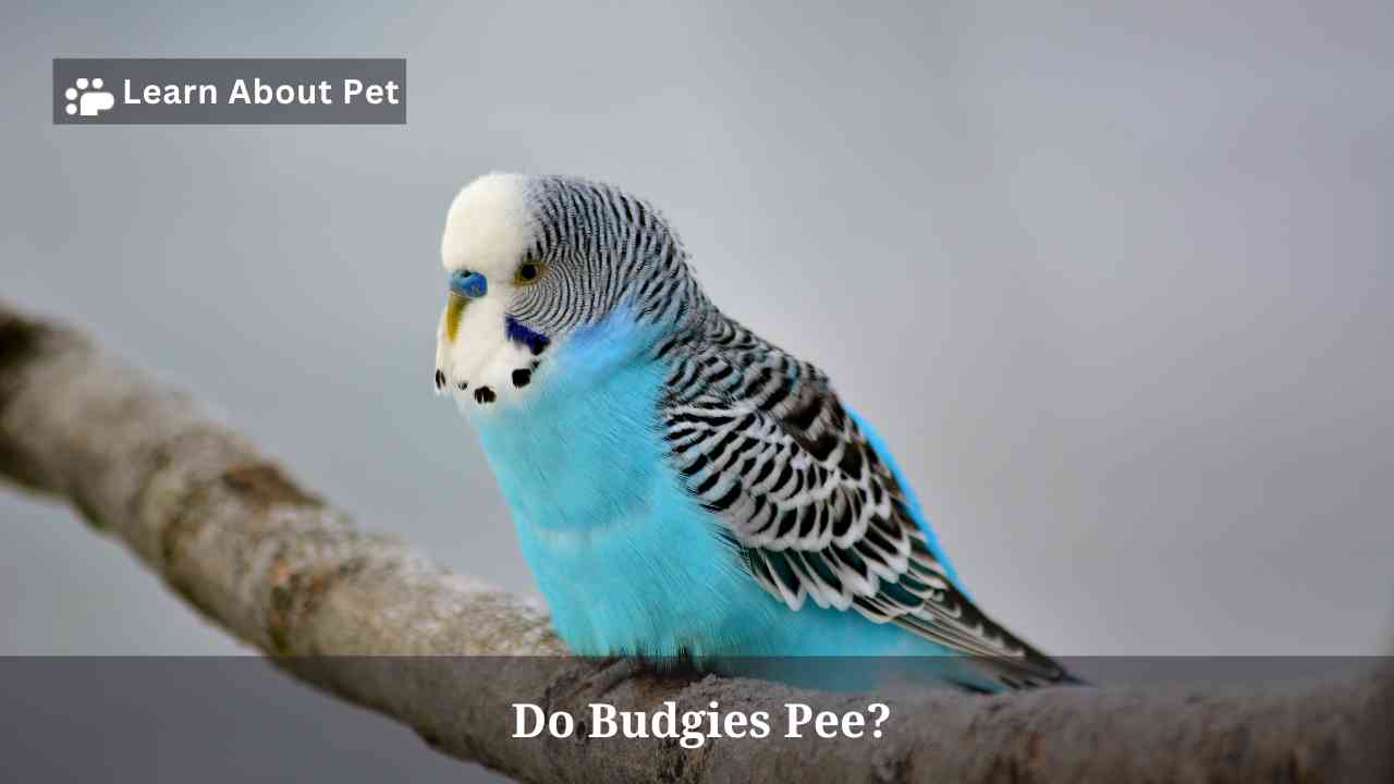 Do budgies pee
