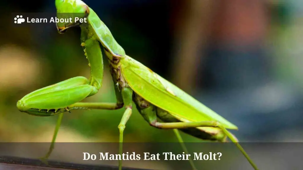 Do mantids eat their molt