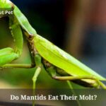 Do Mantids Eat Their Molt