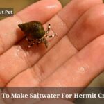 How To Make Saltwater For Hermit Crabs