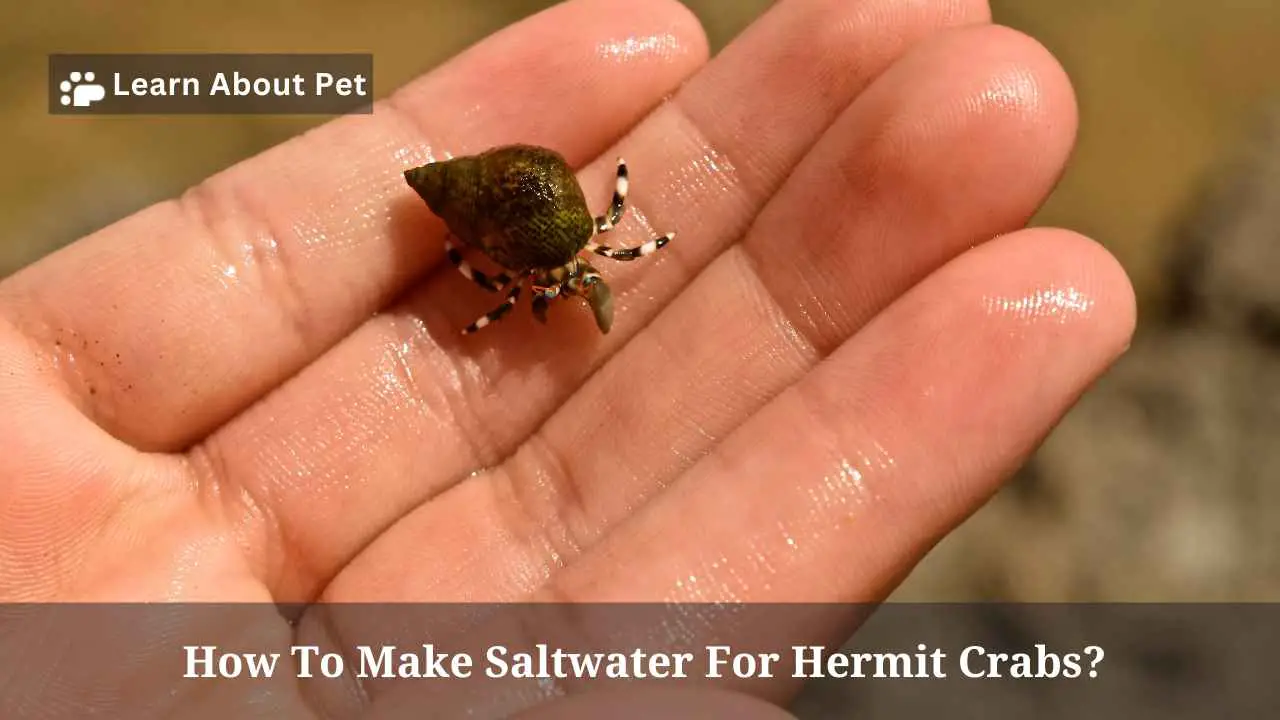 How To Make Saltwater For Hermit Crabs? 5 Cool Facts