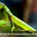 How To Tell If A Praying Mantis Is Pregnant