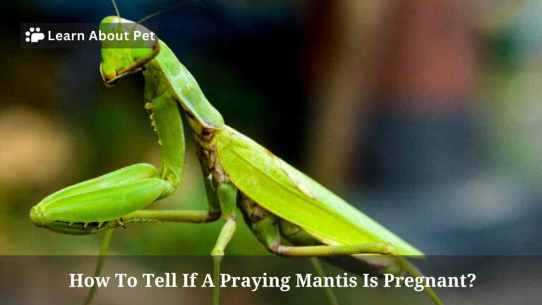 How To Tell If A Praying Mantis Is Pregnant? 4 Best Ways To Care