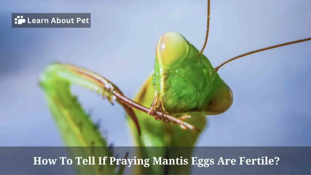 How to tell if praying mantis eggs are fertile