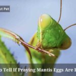 How To Tell If Praying Mantis Eggs Are Fertile