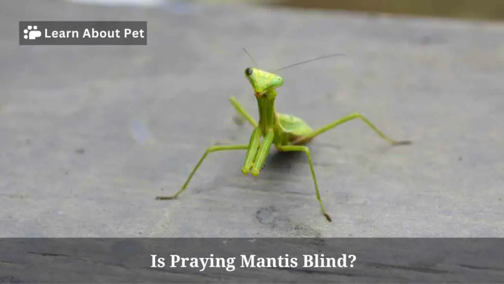 Is Praying Mantis Blind? (3 Clear Facts) - 2024