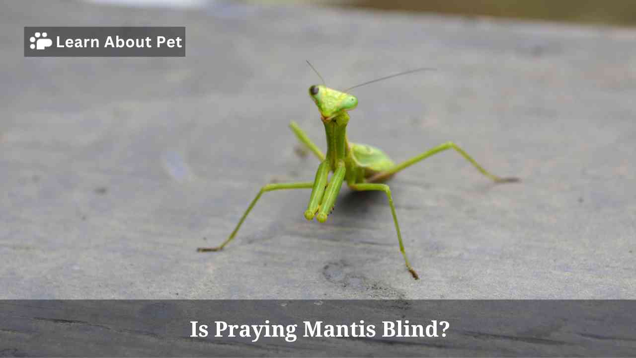Is Praying Mantis Blind? (3 Clear Facts) 2024