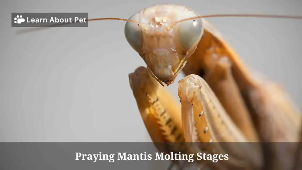 Praying Mantis Molting Stages : 5 Clear Indications Pre-Molt