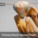 Praying Mantis Molting Stages